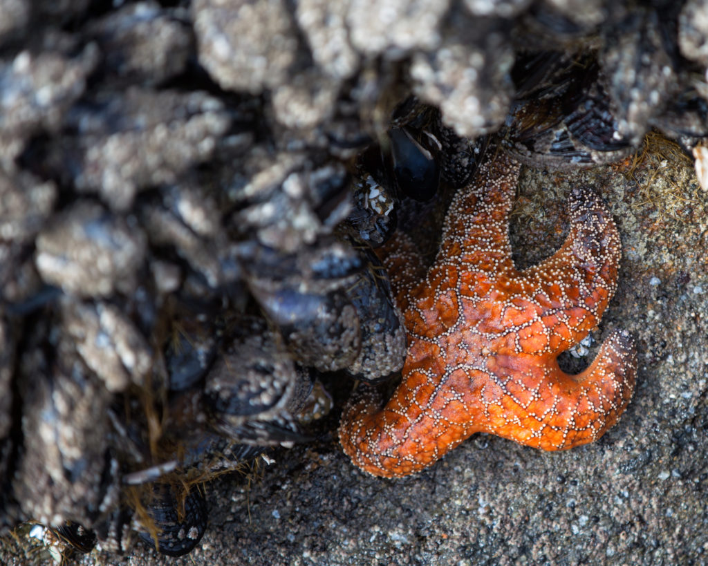 tide pools oregon