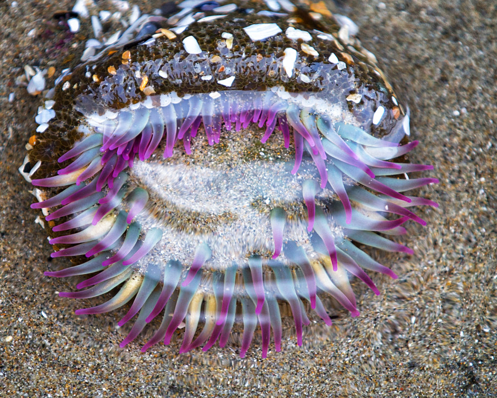 tide pools oregon coast