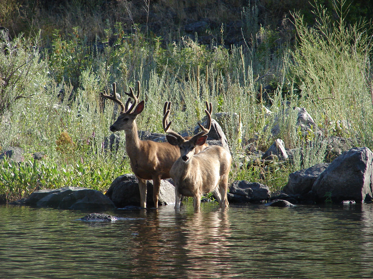 wallowa lake wildlife