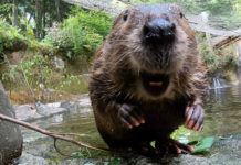 filbert the beaver
