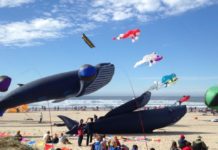 Massive Whale kites and many smaller colorful kites being flown on the beach at Lincoln City.
