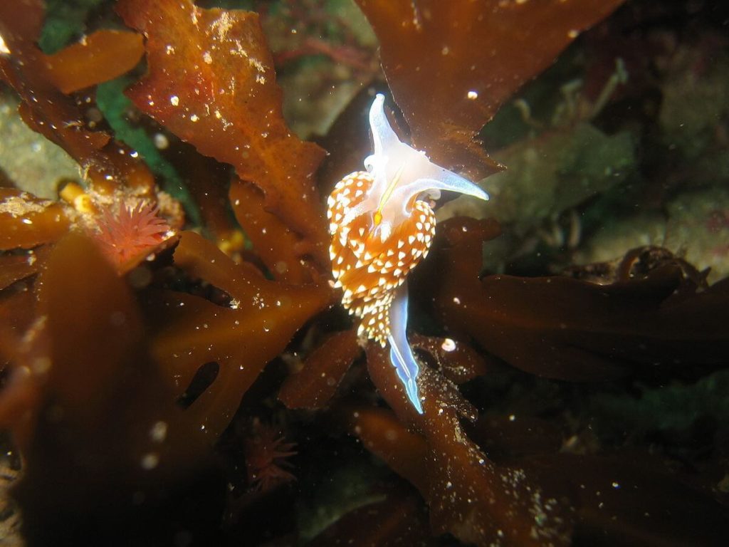 thick horned nudibranch