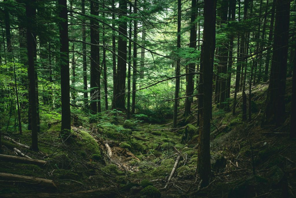 forest, oregon forest, temperate rain forest, oregon parks