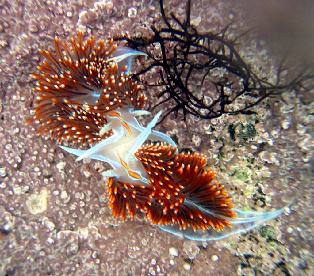 nudibranch oregon coast
