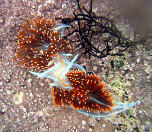 nudibranch oregon coast