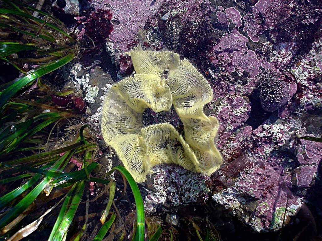 Nudibranch egg ribbon