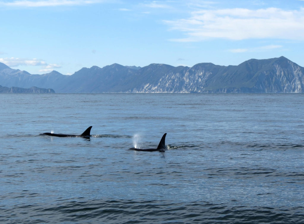 orca sighting, oregon coast