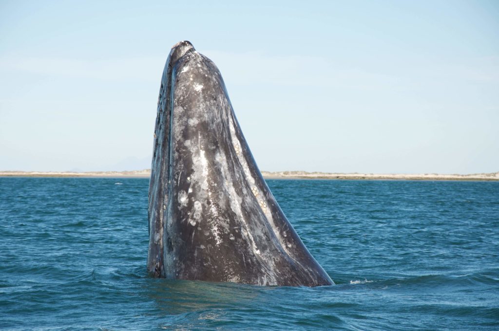 Grey whale jumping