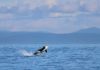 orca breaching water