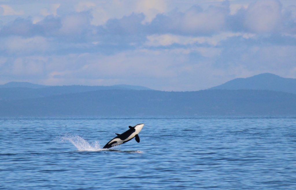 orcas, killer whales, OMSI, oregon museum of science and industry, temporary exhibits, native american art, indigenous culture, 2023, family fun, ADA, things to do, portland, oregon