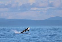 orca breaching water