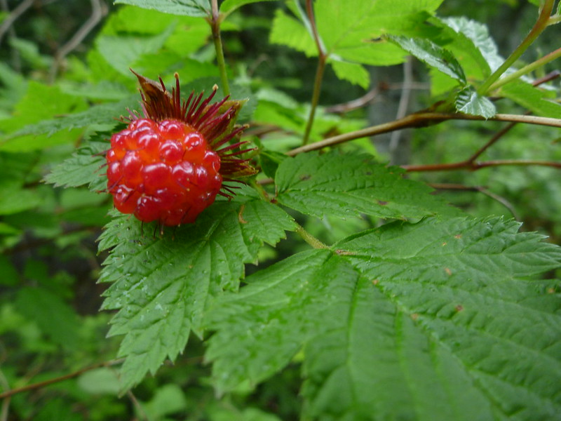 Salmonberry, Bears Oregon Coast 2022