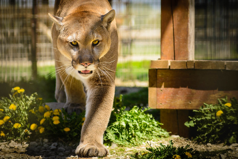 cougar attack washington