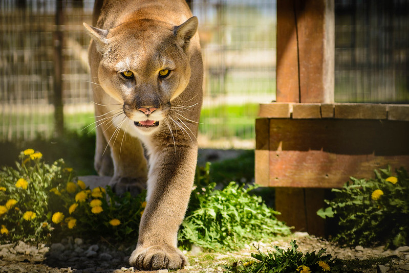 Cougar attacks 9-year-old girl in Washington