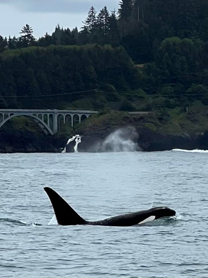 2023 Guide to Whale Watching on the Oregon Coast