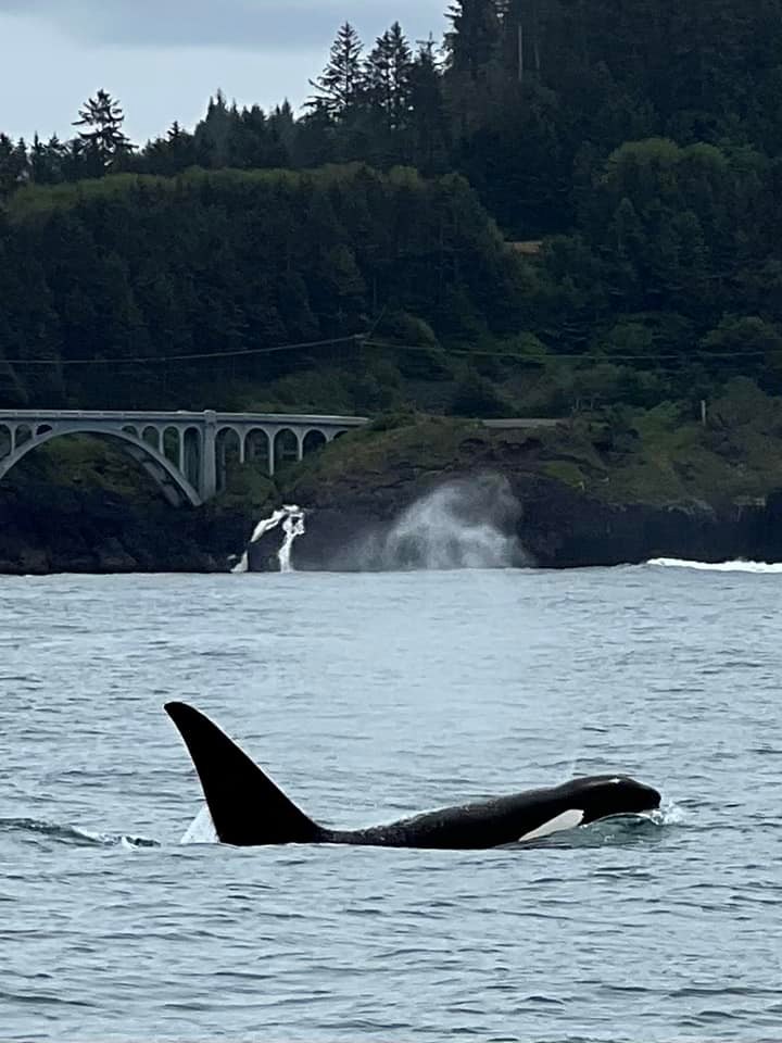 orca on whale tour