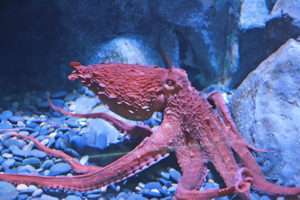 giant pacific octopus walking