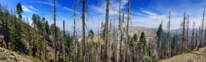 Stumps and burned trees in the Kalmiopsis Wilderness 