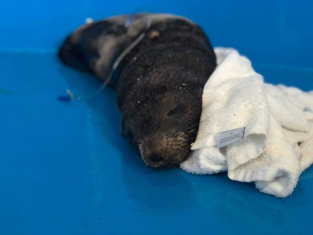 Rescued Guadalupe Fur Seal resting on its side with IV