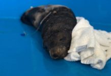 Rescued Guadalupe Fur Seal resting on its side with IV