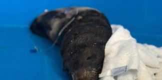 Rescued Guadalupe Fur Seal resting on its side with IV