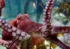 giant pacific octopus in tank