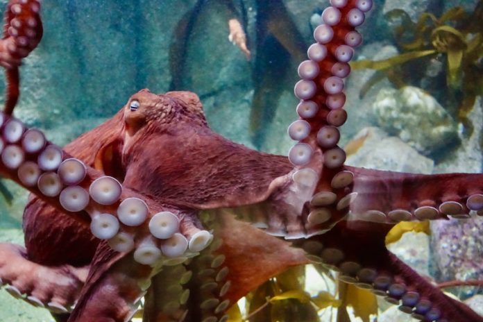 giant pacific octopus in tank