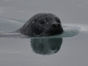 wide-eyed seal staring into camera as it peeks its head above water