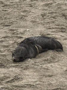 Injured Guadalupe fur seal lying in the sand