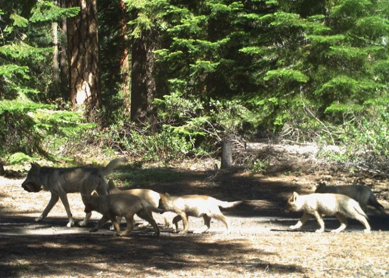 Family Of Wolves Spotted Near Deschutes And Klamath County Line Oregon