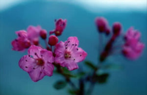 pink blossoms of the Kalmiopsis leachiana on Illinois River Trail