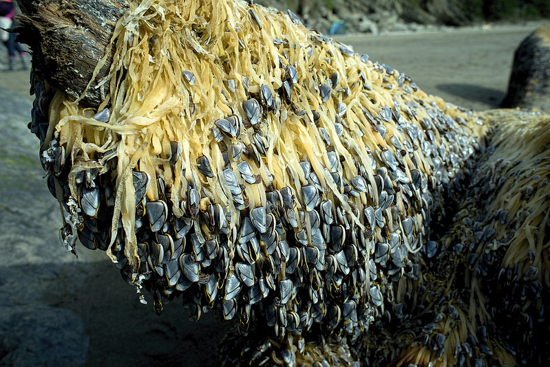 muscles at short sand beach