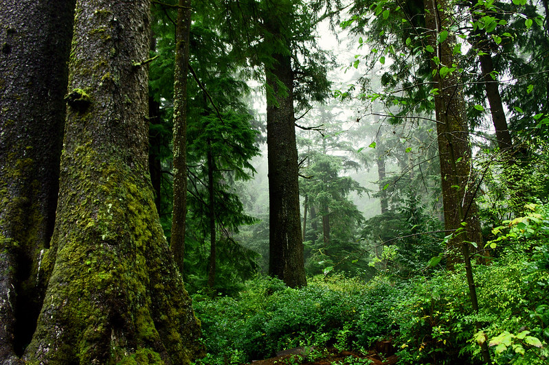 Oswald West State Park old growth forest