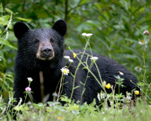 black bear lying in the brush