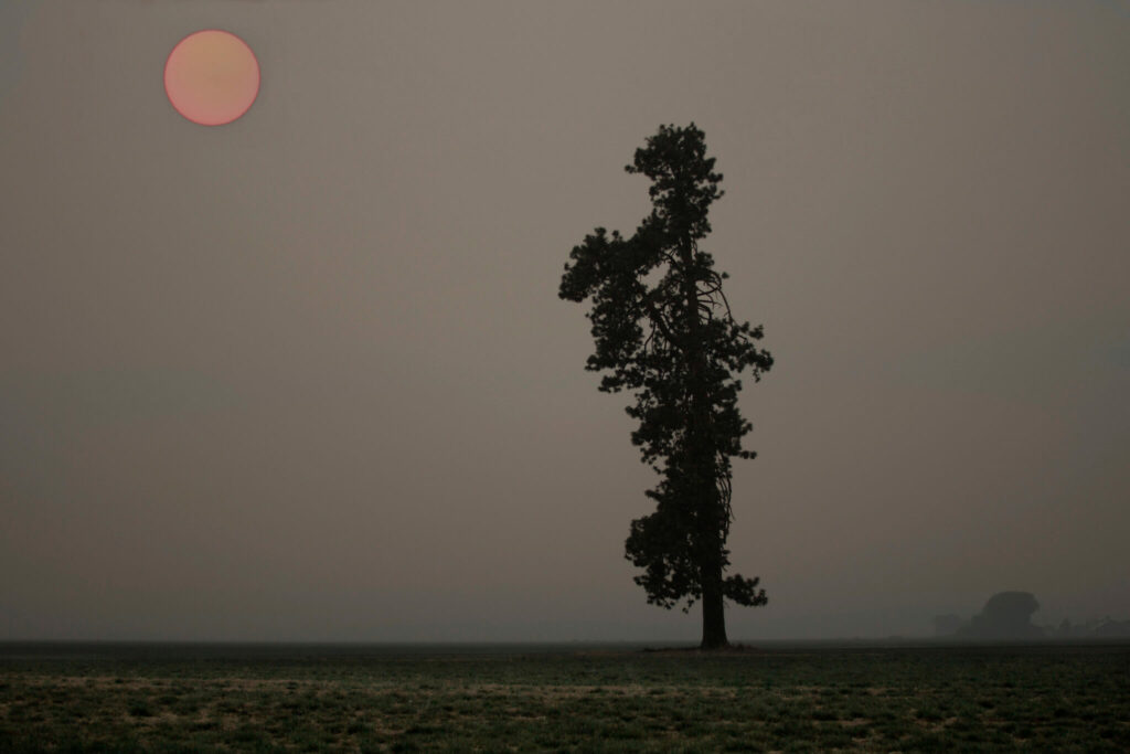 Black silhouettes of trees against a smoky skyline