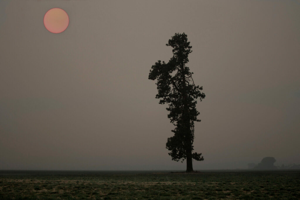 Black silhouette of tree against smoky skyline