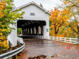Yellow and orange leaves next to the white Dorena covered bridge in fall with fall leaves on the road.