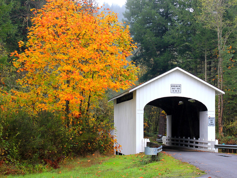 Yellow and orange trees next to the white Wendling Covered Bridge in Oregon in Fall.