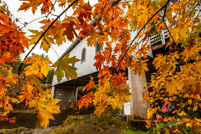 Yellow and orange leaves next to the white Dorena covered bridge in fall.