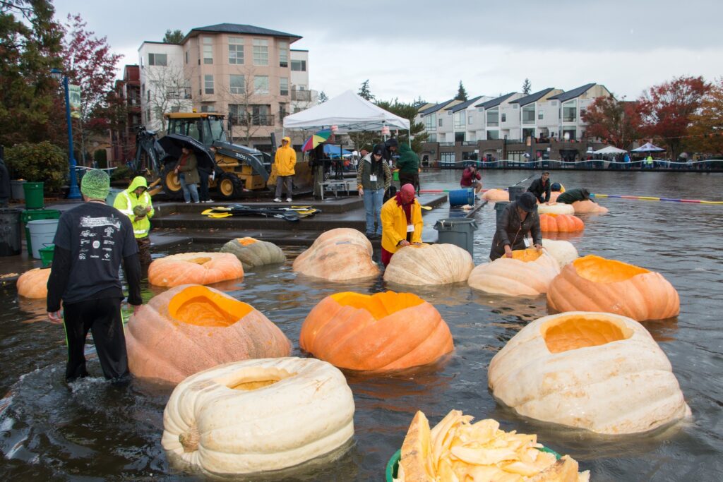 Enormous hollowed out pumpkins floating in the water in Tualatin Oregon
