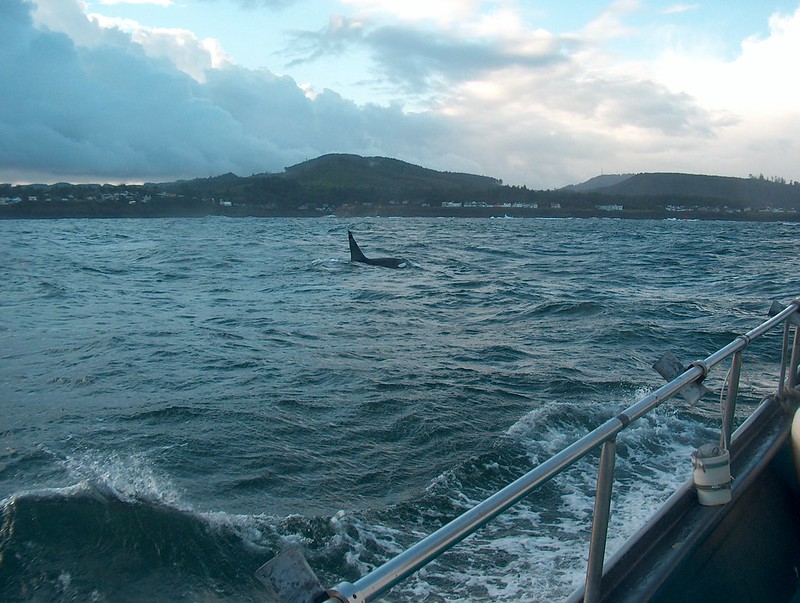 Orca Sighting Oregon