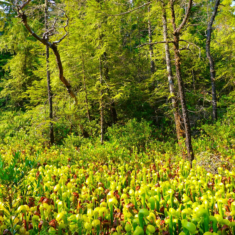 A field of Darlingtonia Californica near Florence Oregon.