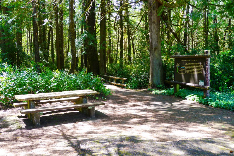 The picnic area and entrance at Darlingtonia State Natural Site shaded by trees.