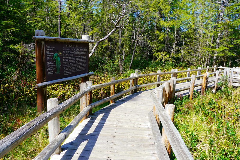 The boardwalk atDarlingtonia State Park.