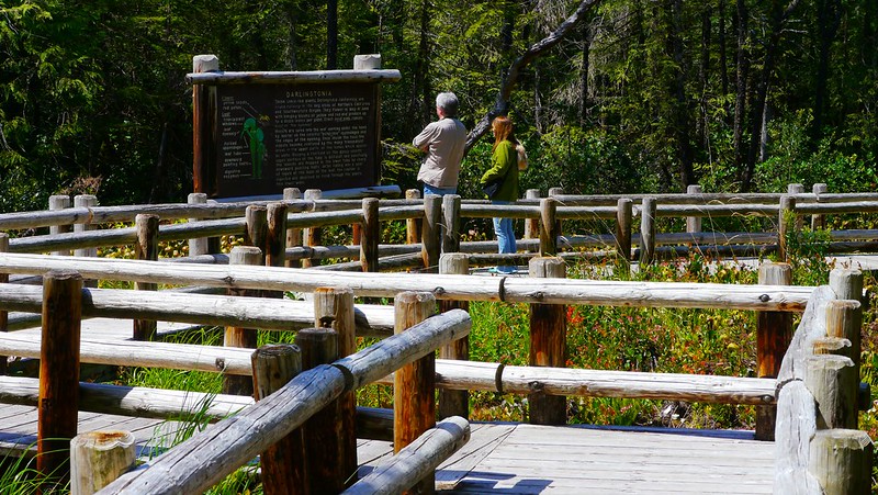 People reading a sign on the boardwalk at Darlingtonia State Natural Site In Oregon.