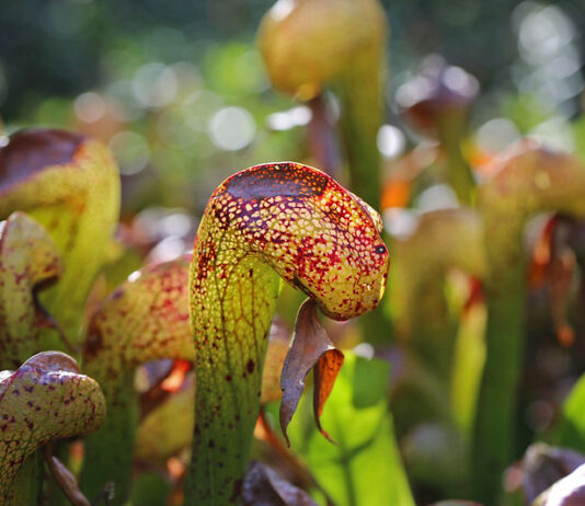 Mottled red and green cobra lilies.