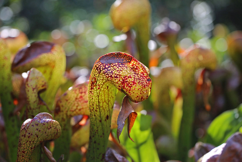Mottled red and green cobra lilies.