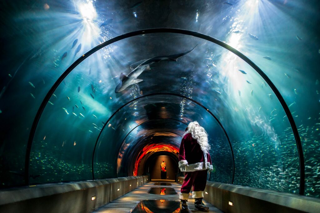 Santa standing in the shark exhibit looking up at sharks swimming through the water at the Oregon Coast Aquarium Sea Of Lights Event.