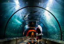 Santa standing in the shark exhibit looking up at sharks swimming through the water at the Oregon Coast Aquarium Sea Of Lights Event.