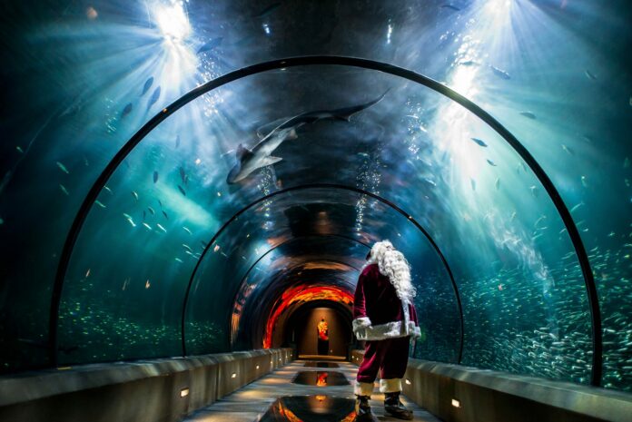 Santa standing in the shark exhibit looking up at sharks swimming through the water at the Oregon Coast Aquarium Sea Of Lights Event.